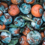 rotting fruit texture background 2022 02 01 23 42 54 utc