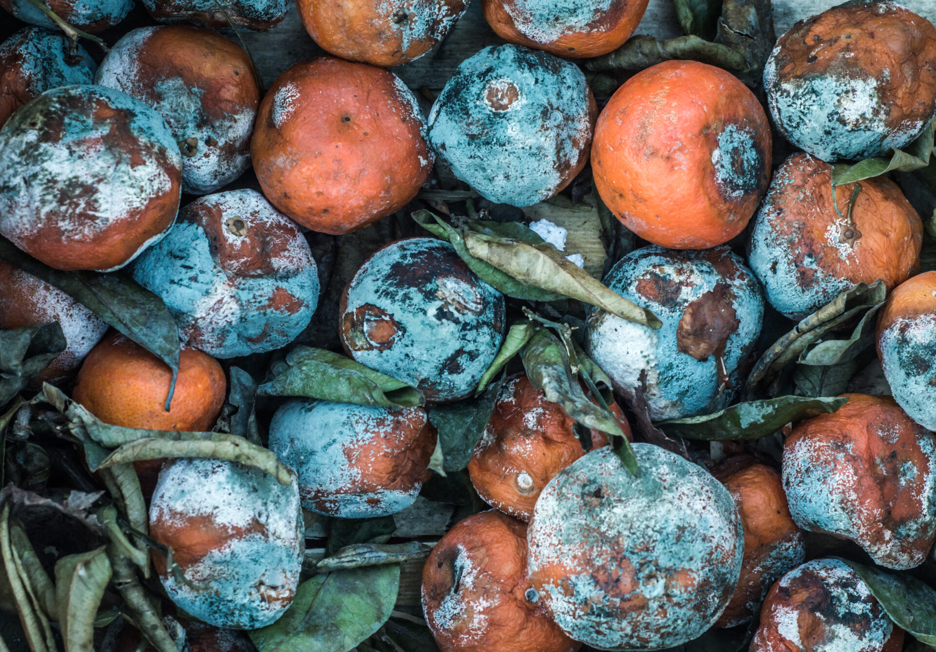rotting fruit texture background 2022 02 01 23 42 54 utc