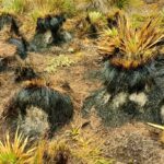 La CAR condena los ataques contra el Paramo de Rabanal en Boyaca
