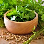 Nuevo pasatiempo sembrar cilantro en las casas