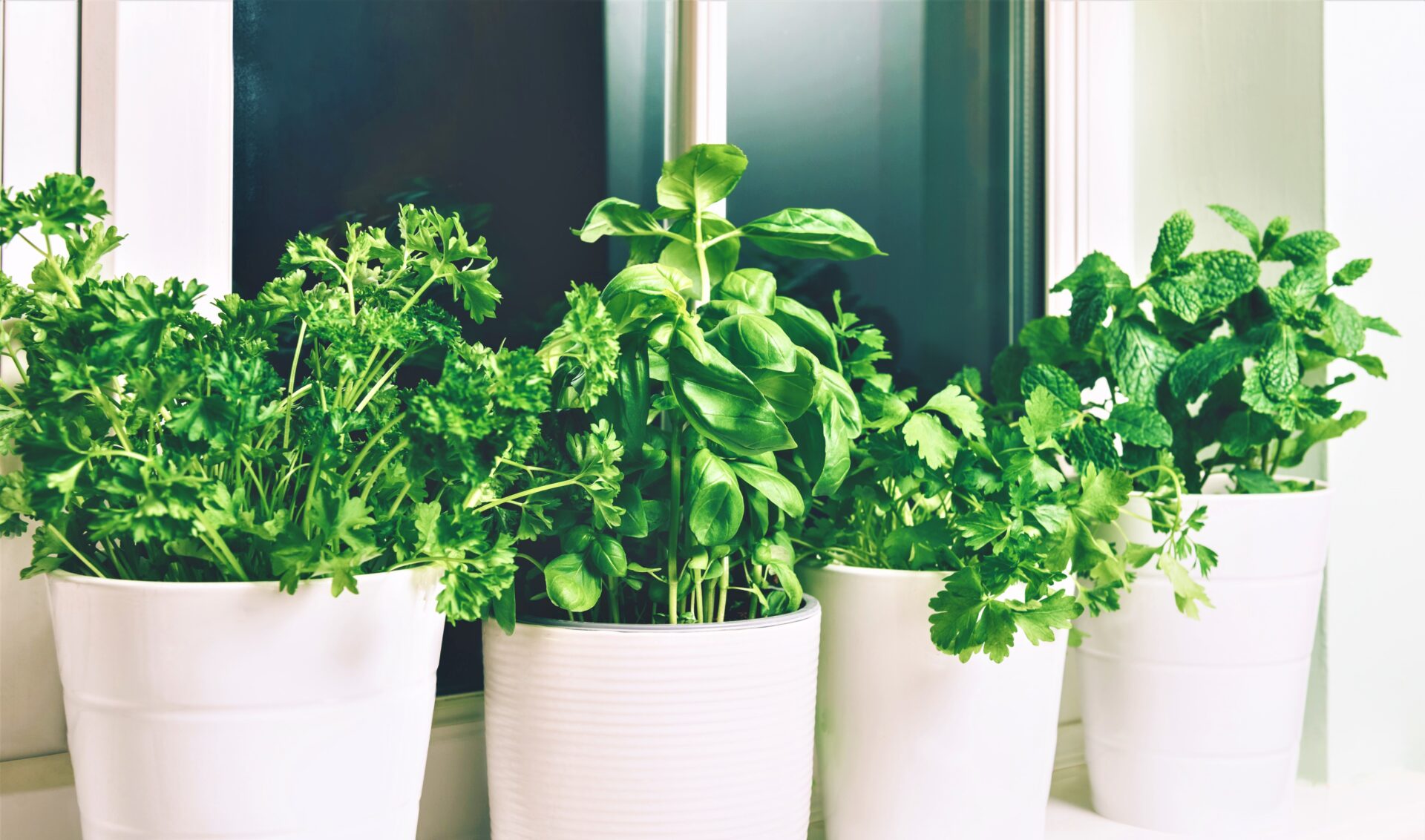 Nuevo pasatiempo sembrar cilantro en las casas2