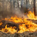 big fire in coniferous forest 2022 11 10 05 53 38 utc 1