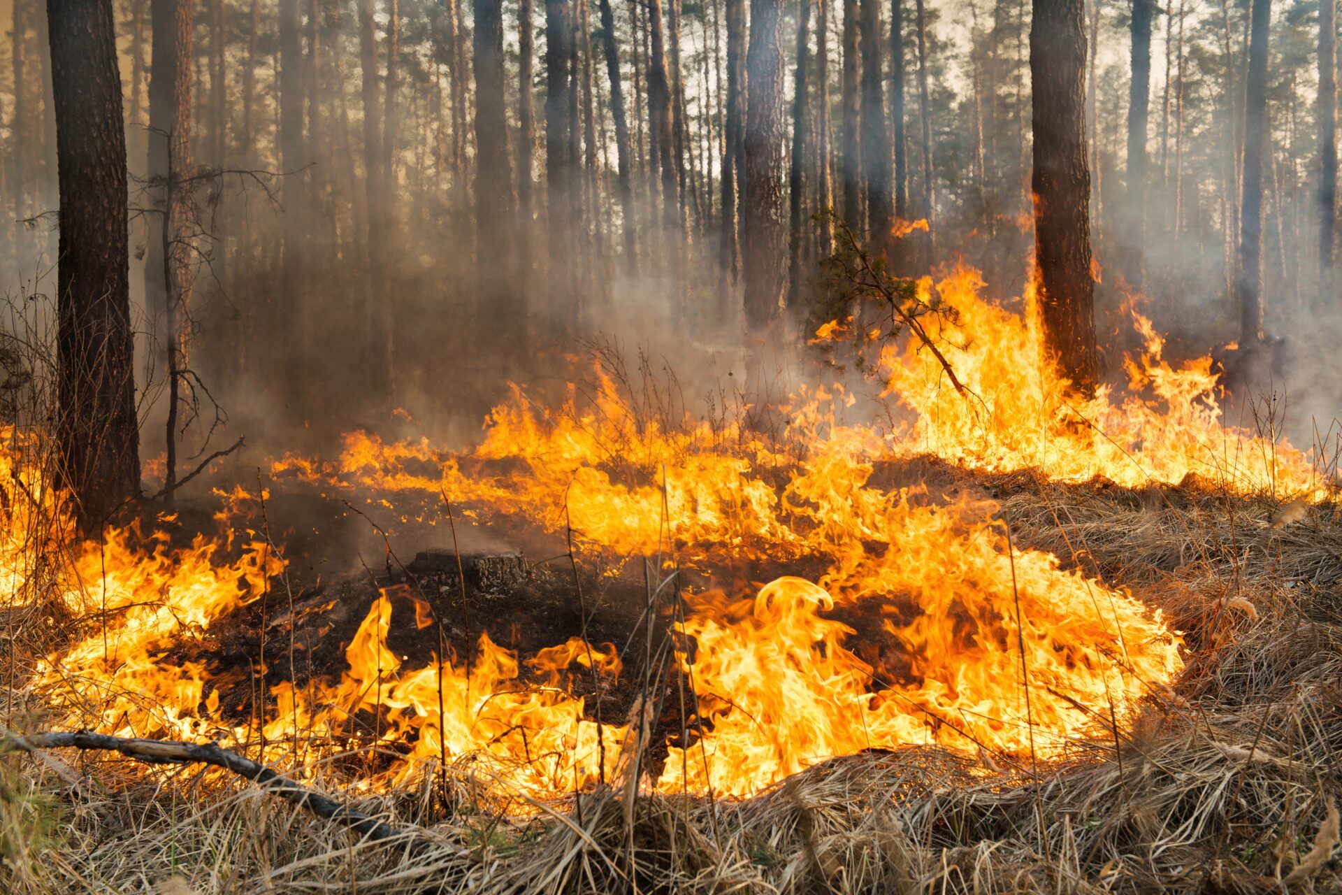 big fire in coniferous forest 2022 11 10 05 53 38 utc 1