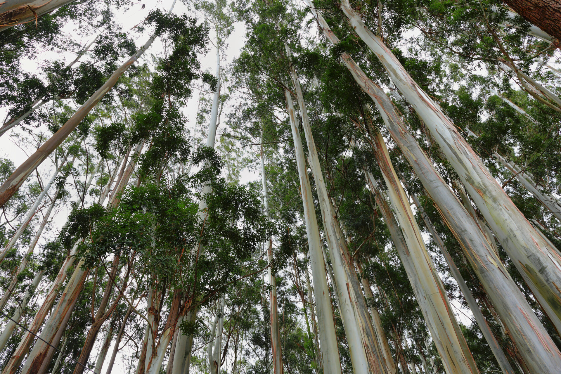 eucalyptus tree field 2021 08 27 17 55 54 utc
