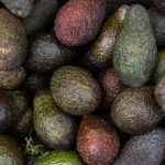 fresh tropical avocado fruit background heap of h 2023 02 11 06 14 45 utc
