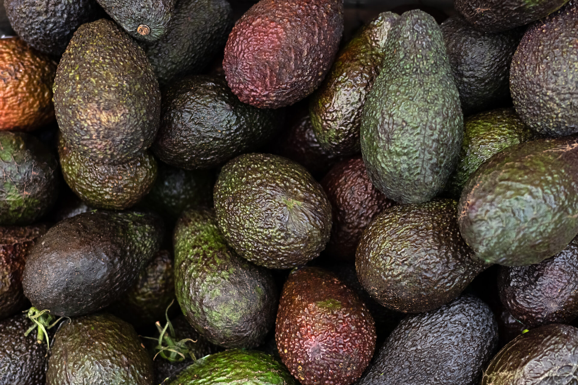 fresh tropical avocado fruit background heap of h 2023 02 11 06 14 45 utc