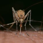 insects 820484