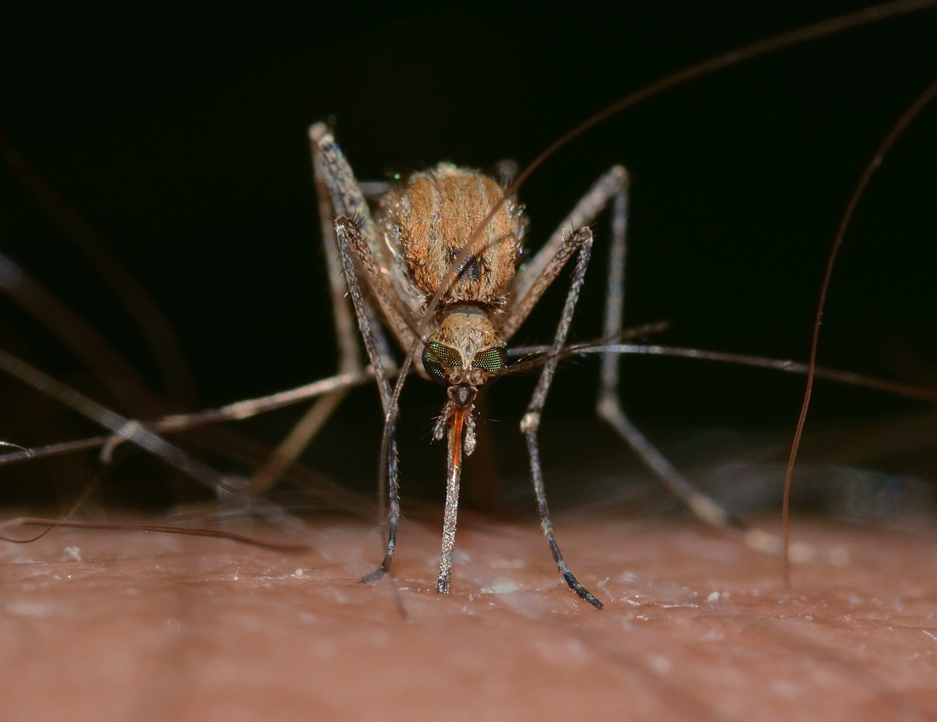 insects 820484
