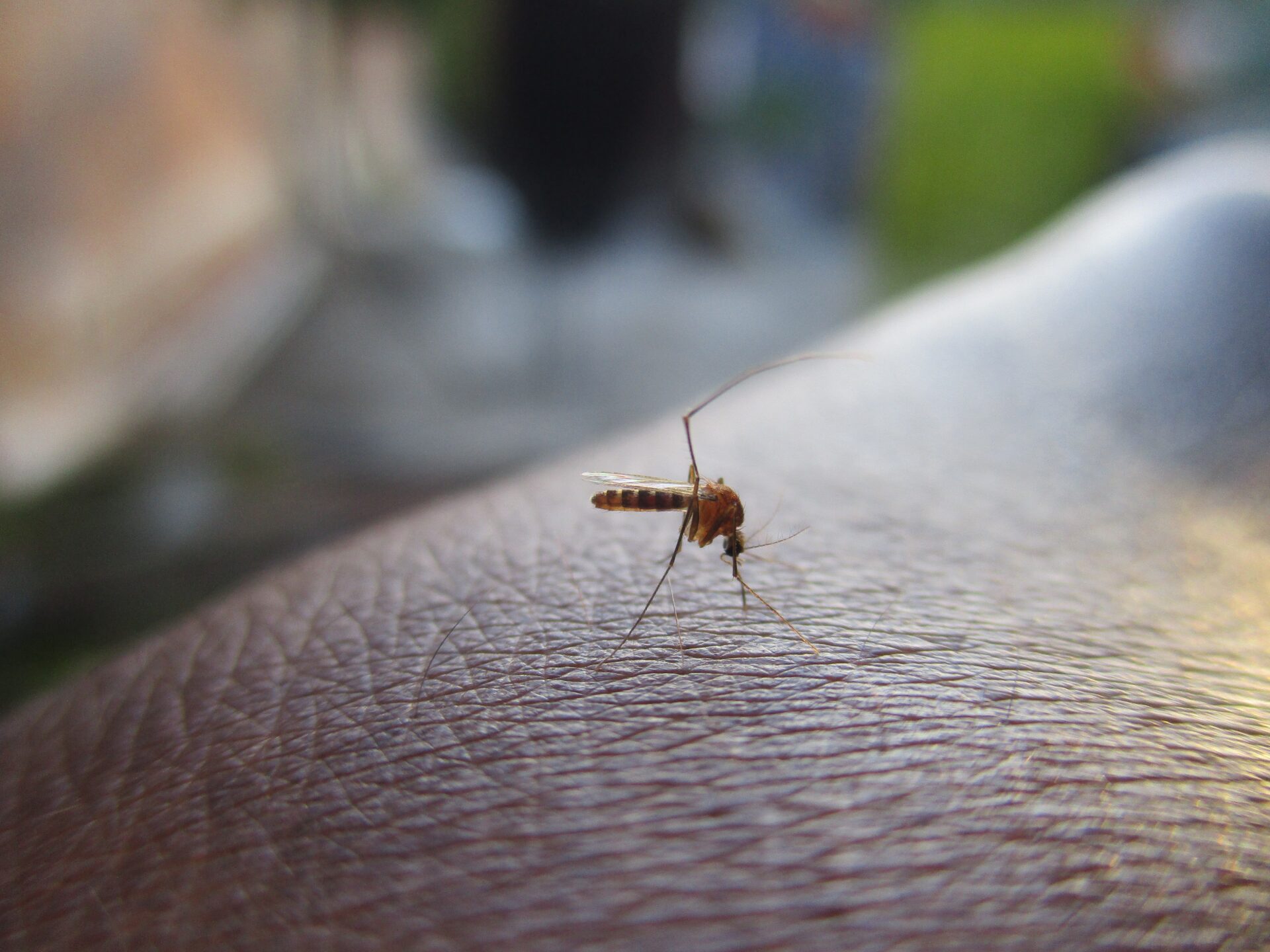 mosquito 2566773