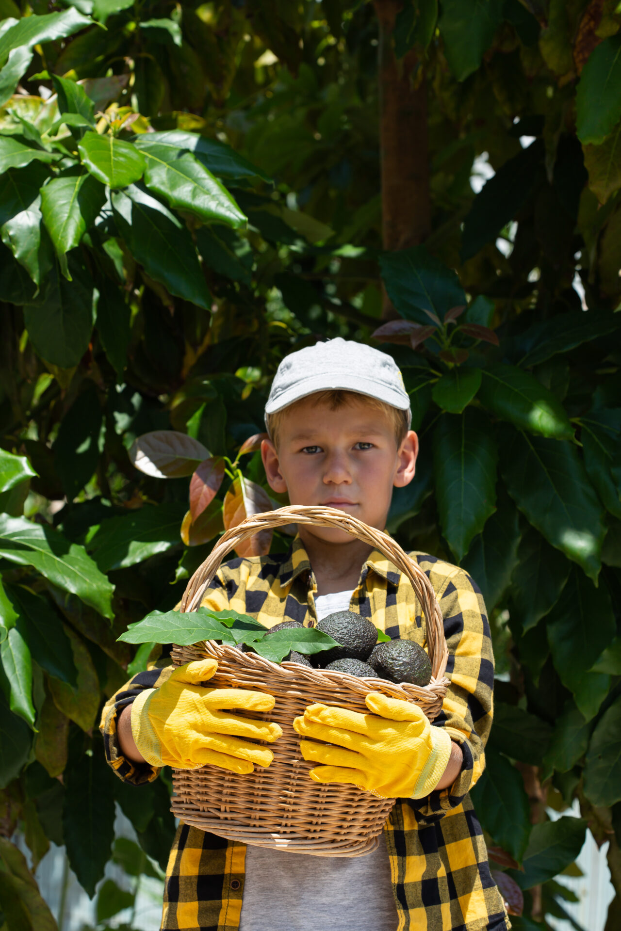 smiling young boy is harvesting picking avocados 2021 10 05 16 57 39 utc