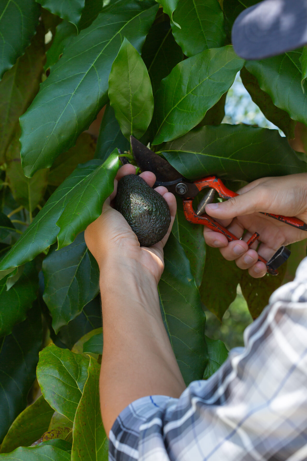young man farmer is harvesting picking avocados 2022 01 28 11 07 09 utc