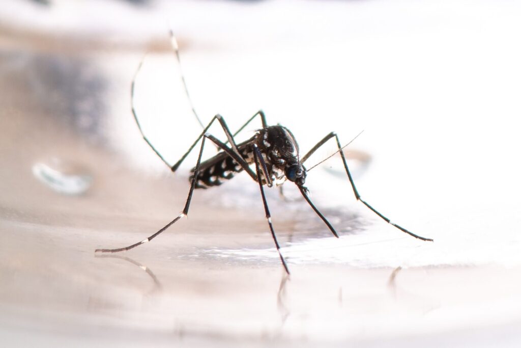 asian tiger mosquito aedes albopictus dengue zi 2023 01 10 02 17 57 utc