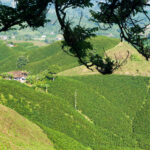 coffee triangle in colombia 2021 08 26 22 29 39 utc