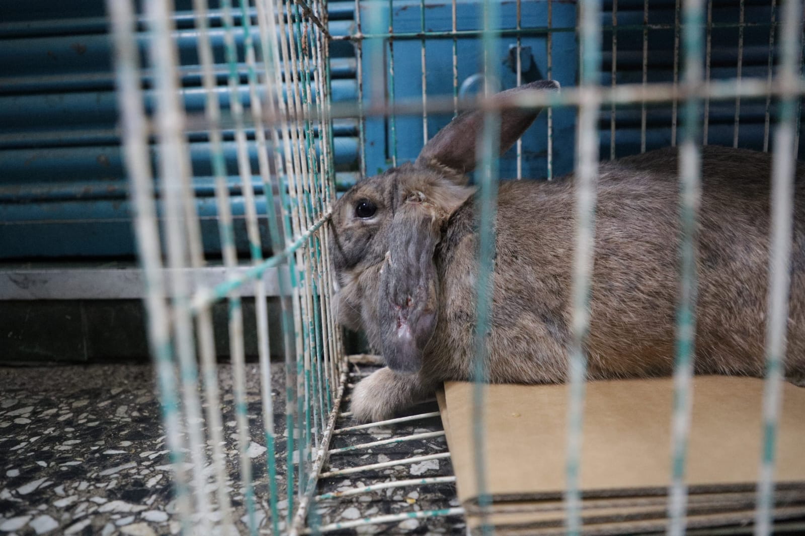 conejo