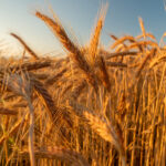 field of barley on a bright sunny day 2021 09 07 22 48 39 utc
