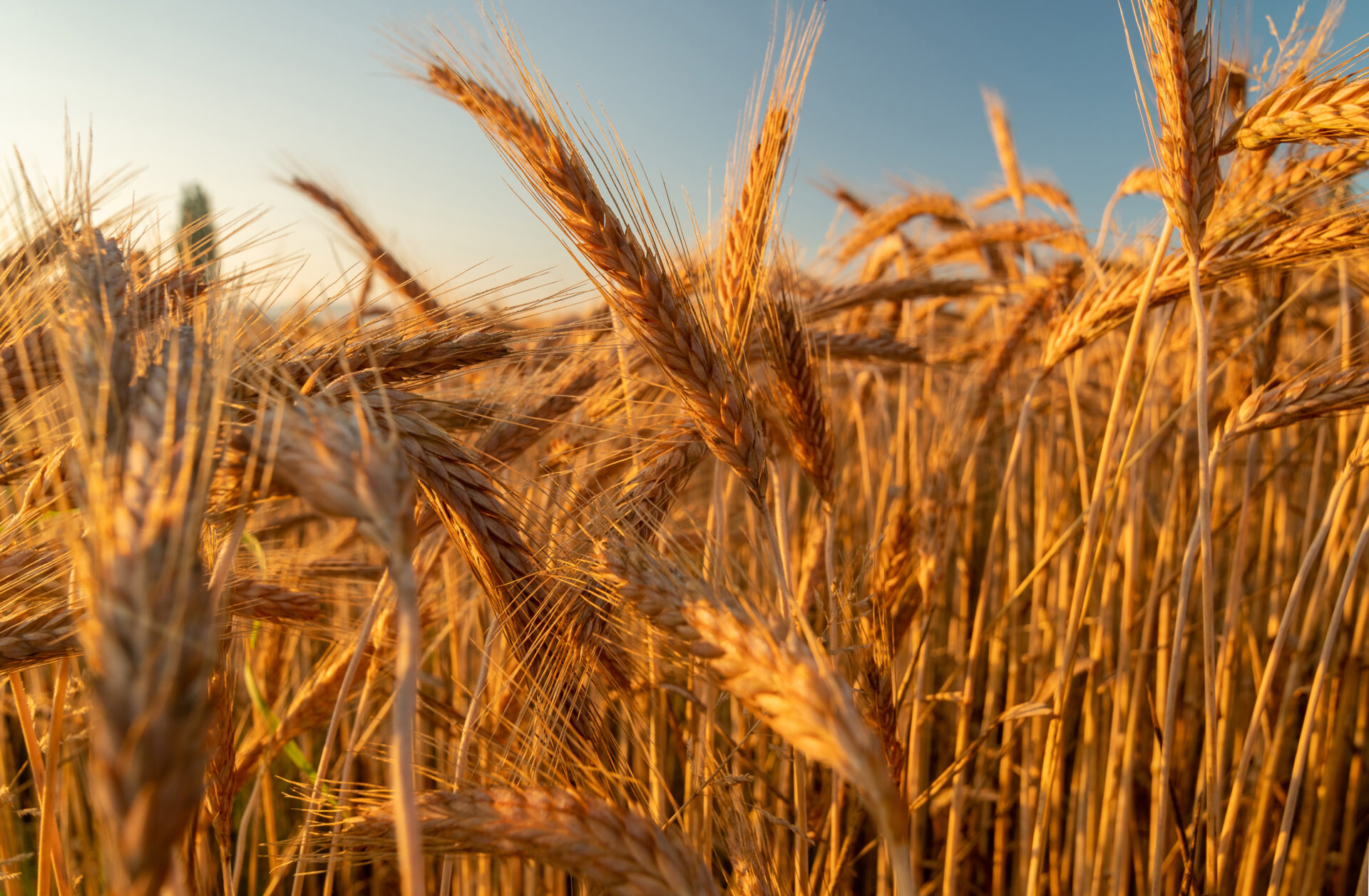 field of barley on a bright sunny day 2021 09 07 22 48 39 utc