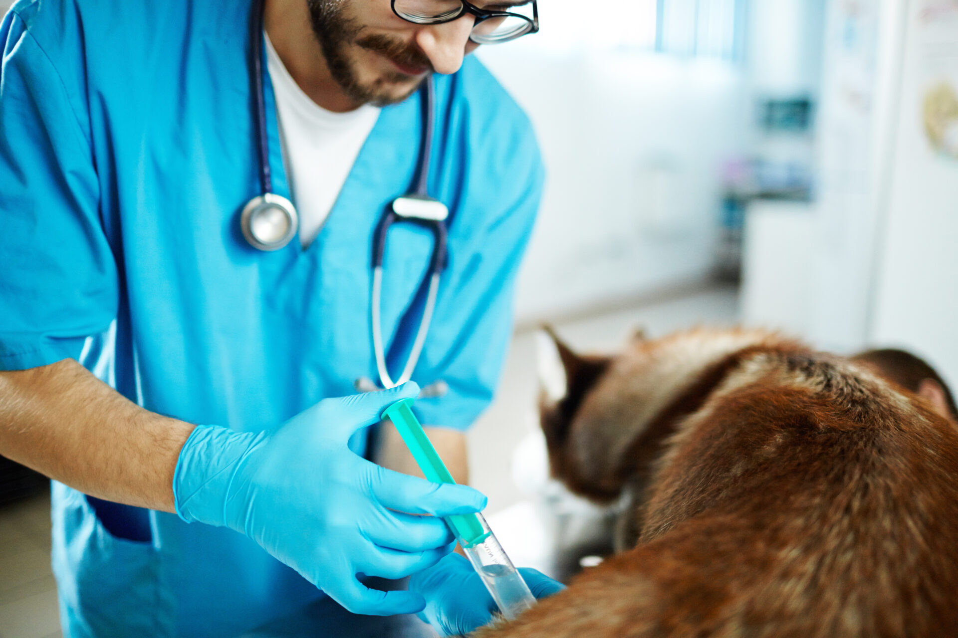 healing dog 2021 09 24 03 31 22 utc