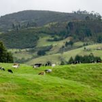 hermosa foto campo verde hervidor agua pastando hierba hermosas colinas