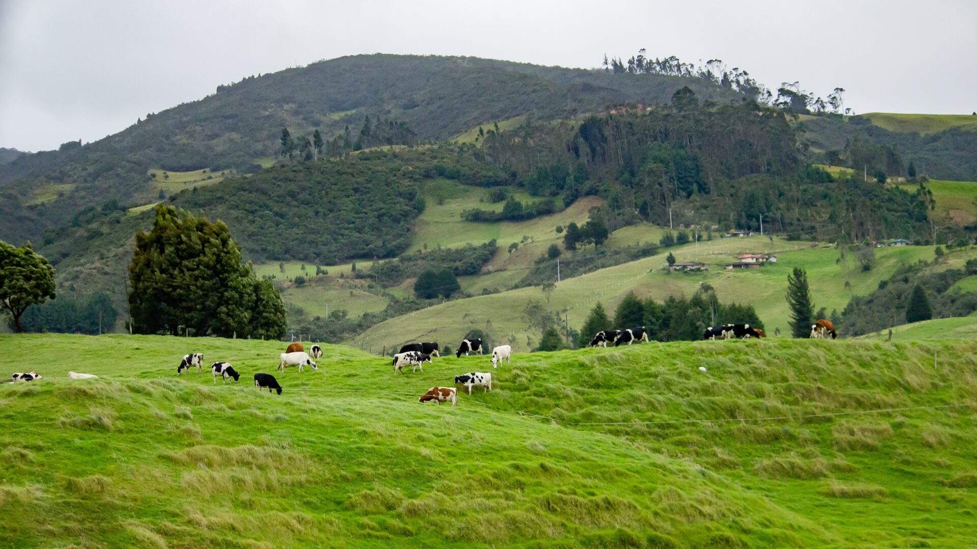 hermosa foto campo verde hervidor agua pastando hierba hermosas colinas