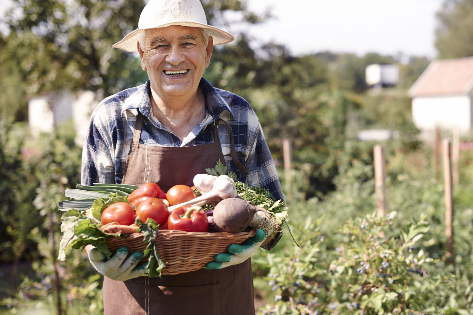 hombre mayor que trabaja campo caja verduras