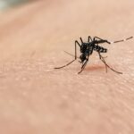 mosquito bite 2022 11 16 17 30 51 utc