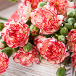 pink carnation flowers 2021 08 26 18 36 07 utc
