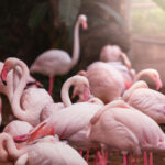 pink flamingo 2022 02 02 05 09 47 utc