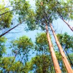 Comunidad de Casablanca Salinas Zipaquira se opone a tala de arboles en un bosque continuo1
