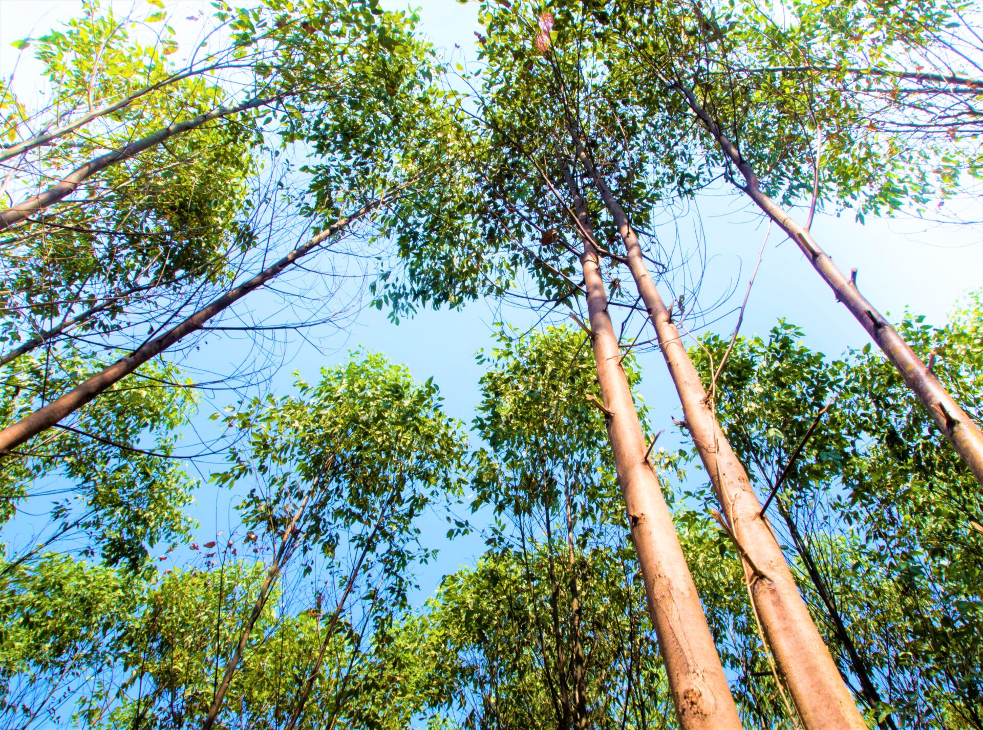 Comunidad de Casablanca Salinas Zipaquira se opone a tala de arboles en un bosque continuo1
