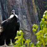 Conservacion Condores de la Fundacion Jaime Duque estan incubando un huevo