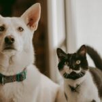 a cat and a dog together 2022 10 31 22 12 54 utc