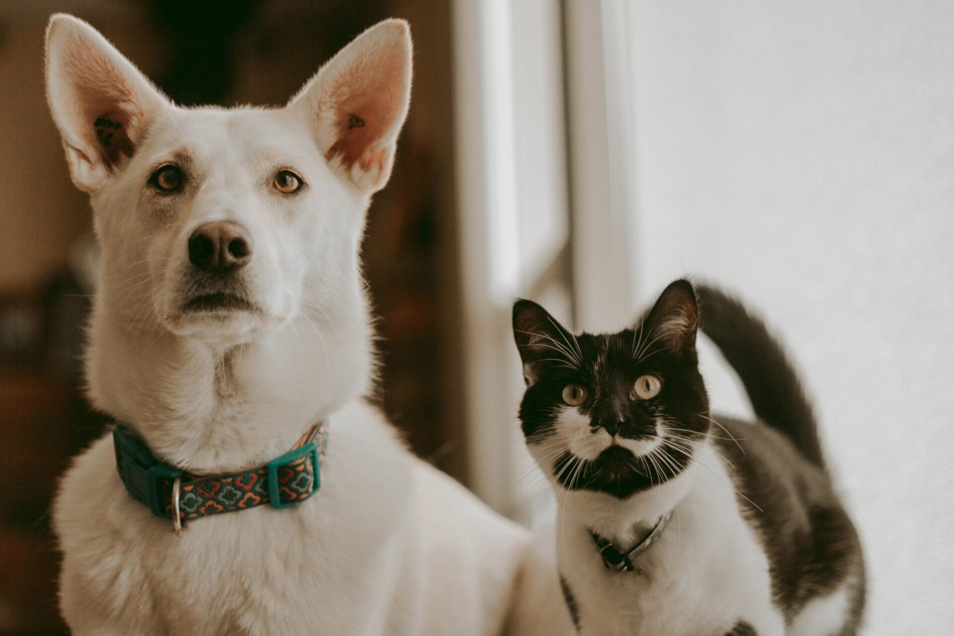 a cat and a dog together 2022 10 31 22 12 54 utc