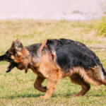 anger aggressive long haired german shepherd adult 2022 02 15 09 59 50 utc