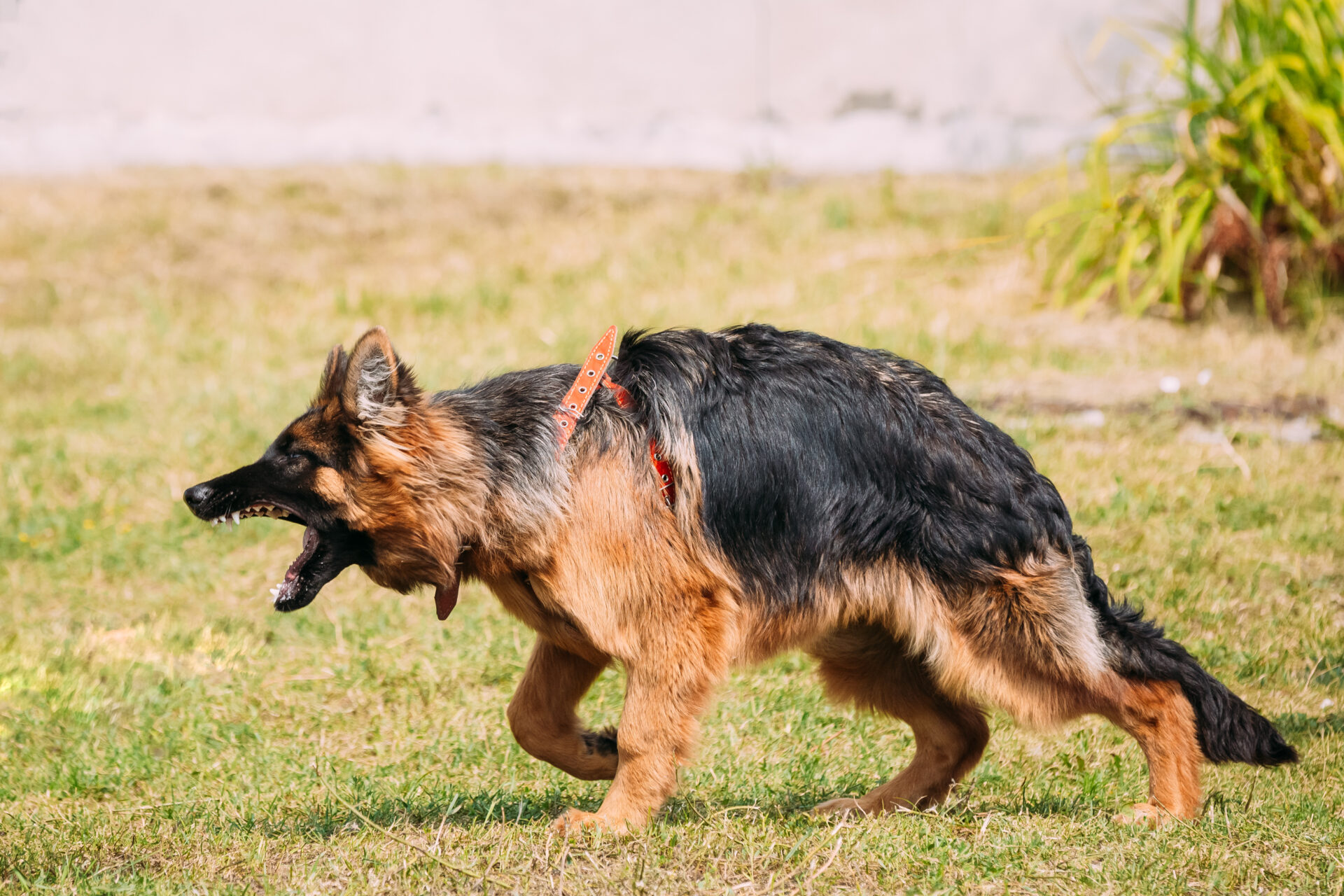 anger aggressive long haired german shepherd adult 2022 02 15 09 59 50 utc