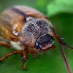 beetle in the wild 2021 08 26 17 01 13 utc