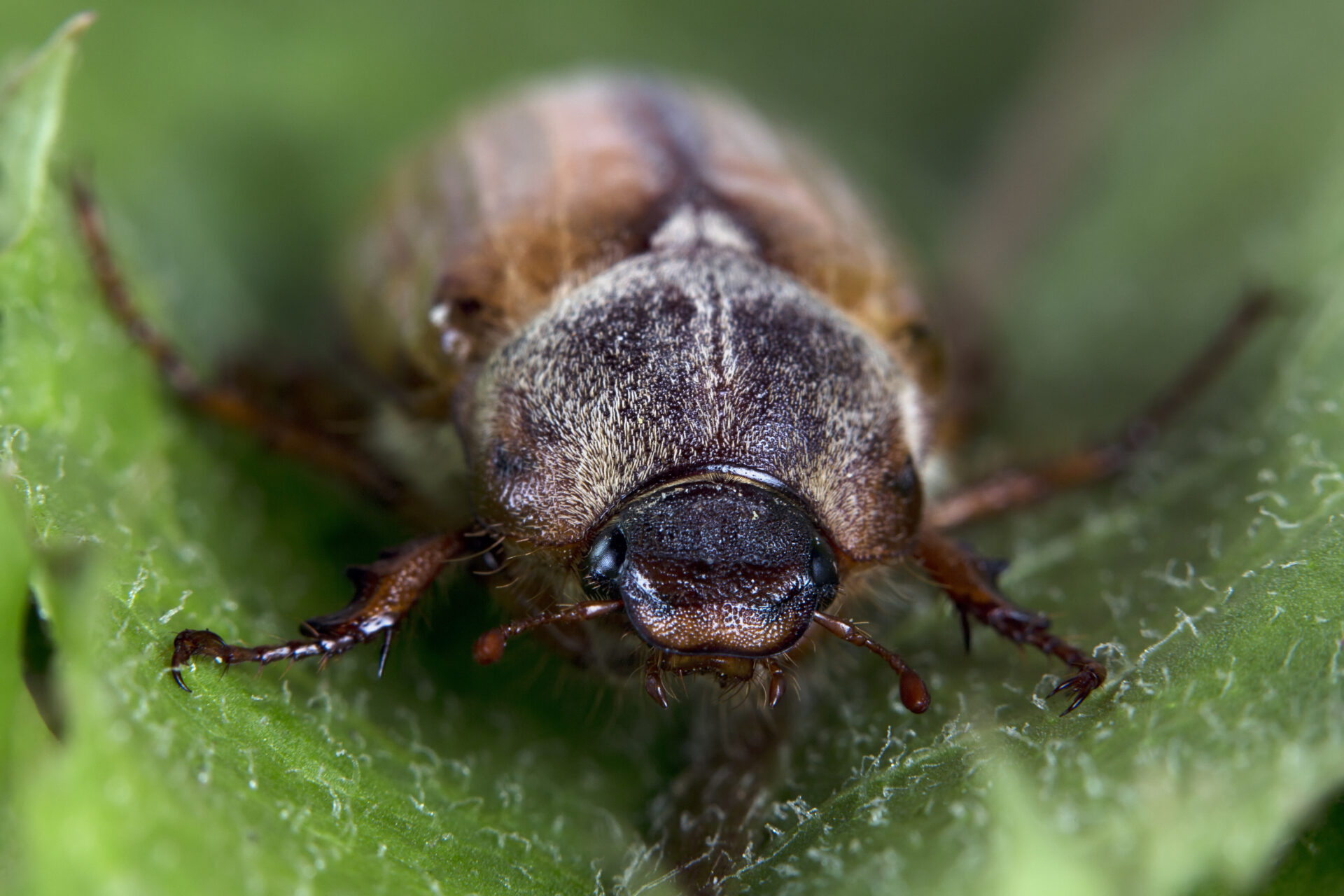 beetle in the wild 2021 08 26 17 01 14 utc 1