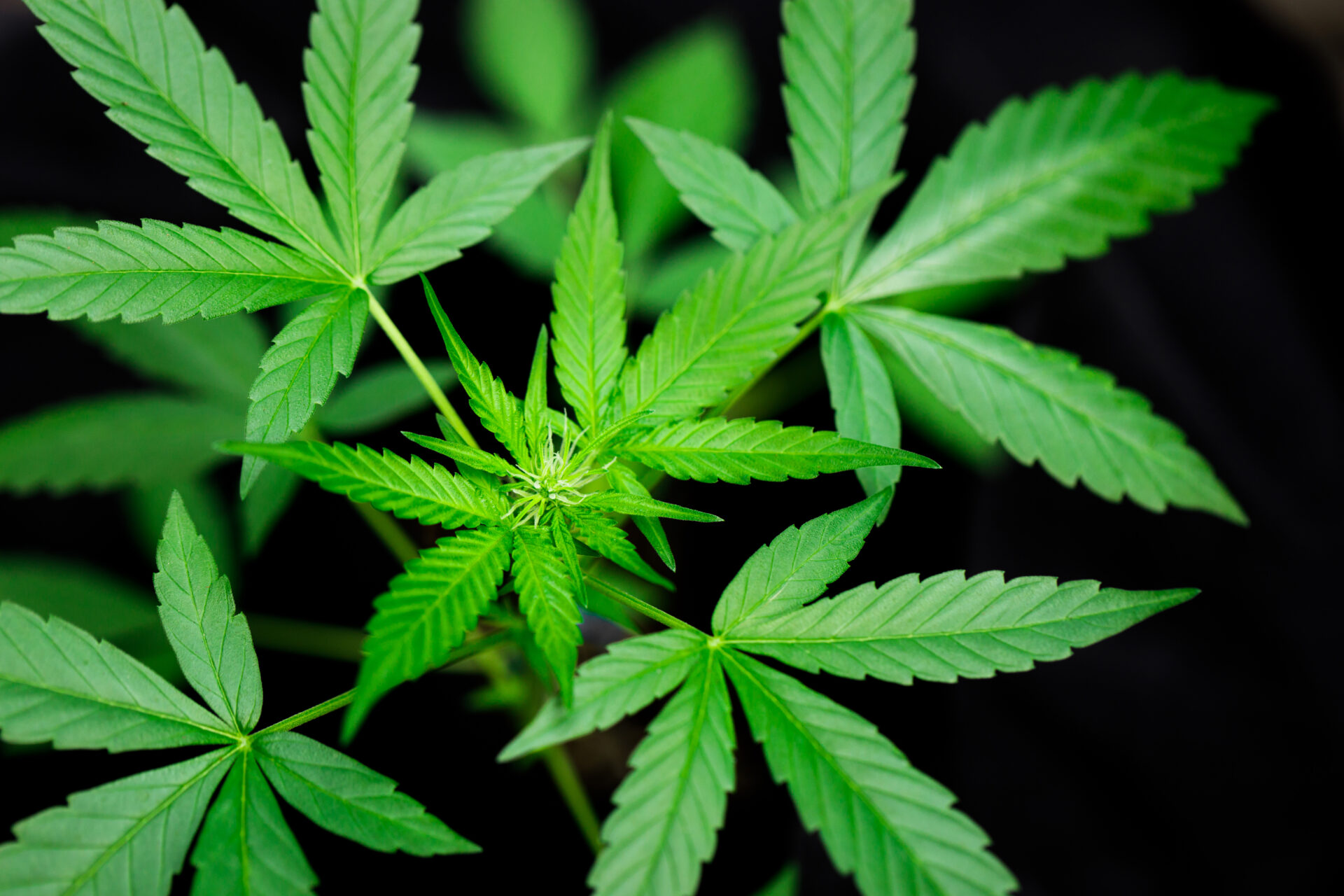 cannabis marijuana flower from seed 2023 01 05 00 30 12 utc