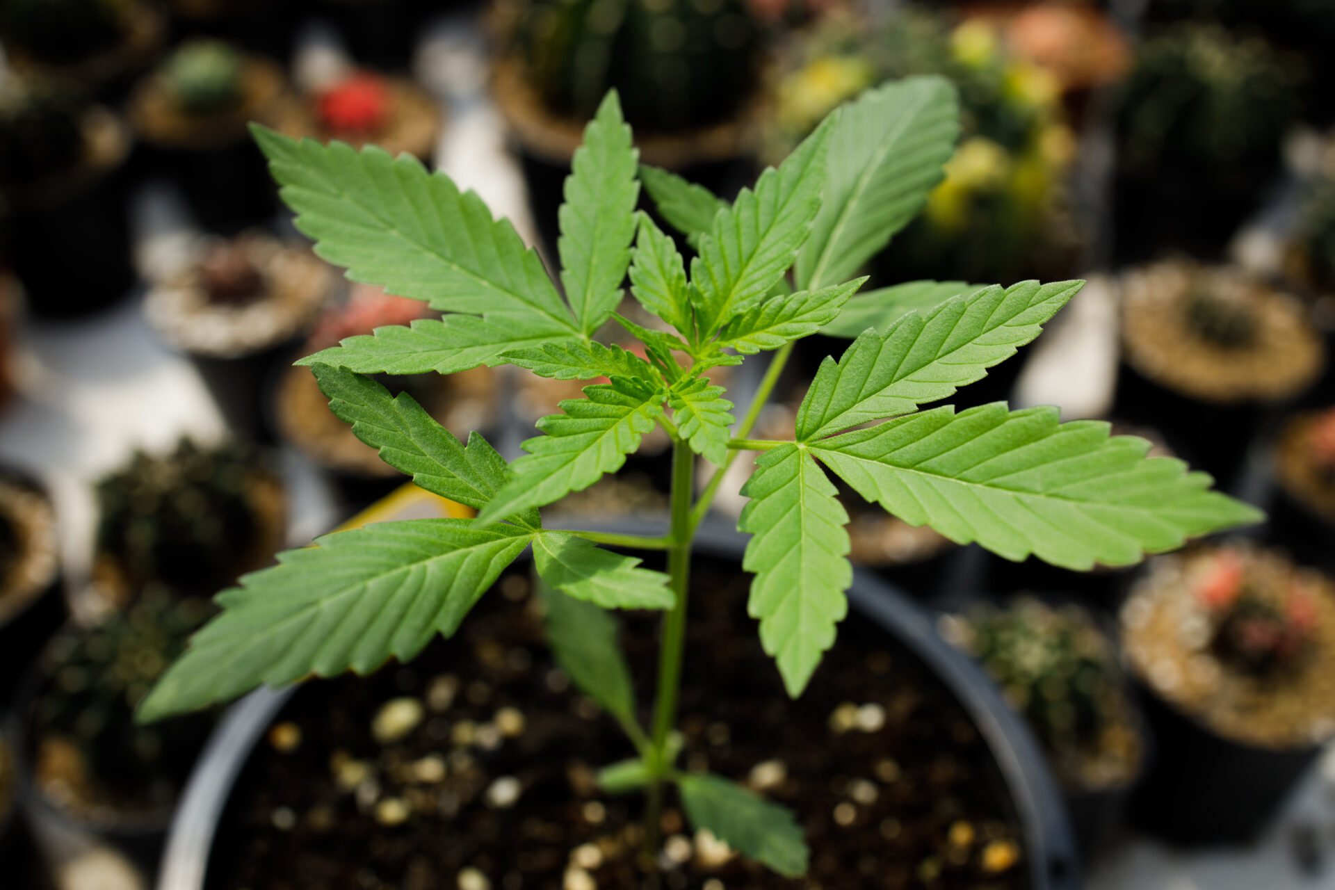 cannabis marijuana flower from seed 2023 01 05 00 31 55 utc