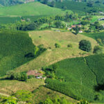 colombian coffee farms 2021 08 26 22 29 39 utc