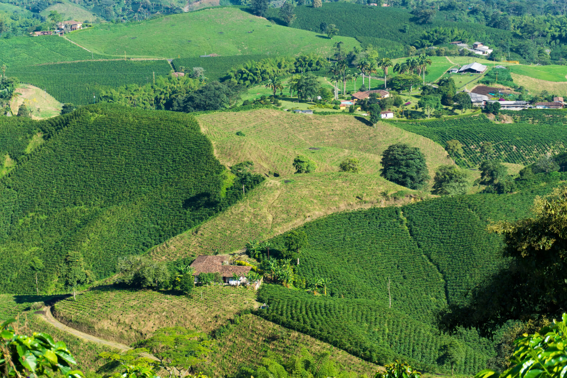 colombian coffee farms 2021 08 26 22 29 39 utc