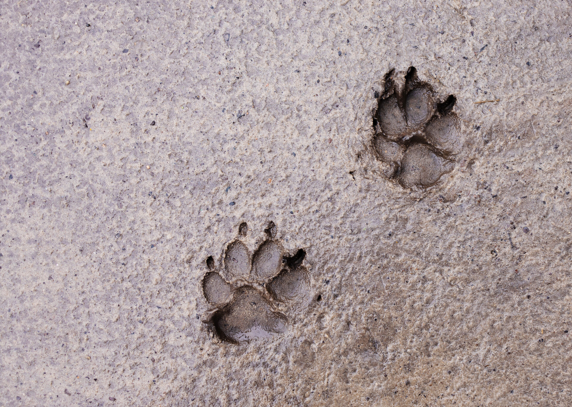 dog paw prints in a swamp after rain four footed 2023 04 04 19 06 15 utc