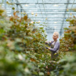 gardener planting roses 2021 08 27 13 02 06 utc
