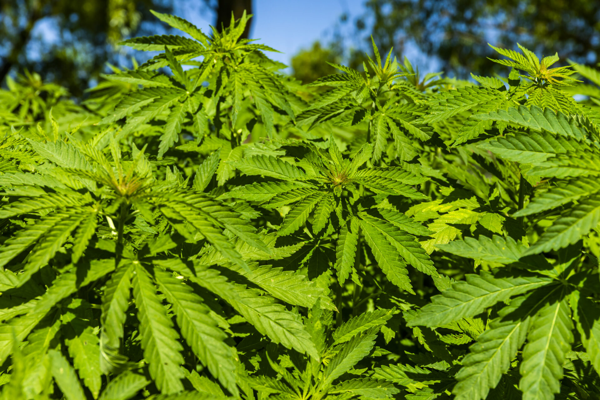 green bushes of marijuana close up view of a mari 2021 08 26 19 00 31 utc