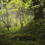 green environment background 2021 08 26 17 37 30 utc