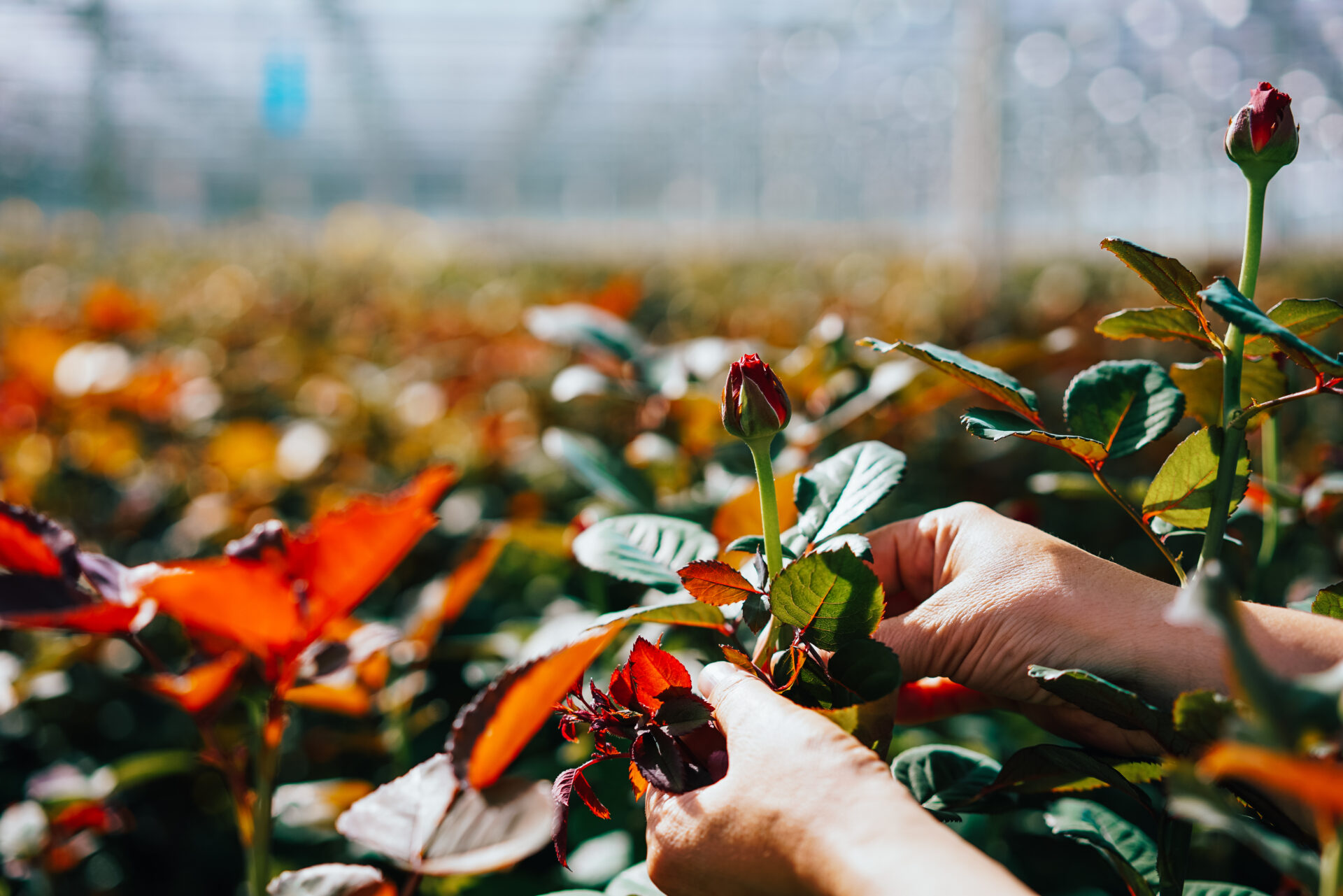 someone is cutting a rose in a greenhouse 2022 02 02 03 47 56 utc