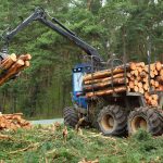 Los bosques son fundamentales para la vida pero siguen en peligro debido a la deforestacion y otros factores