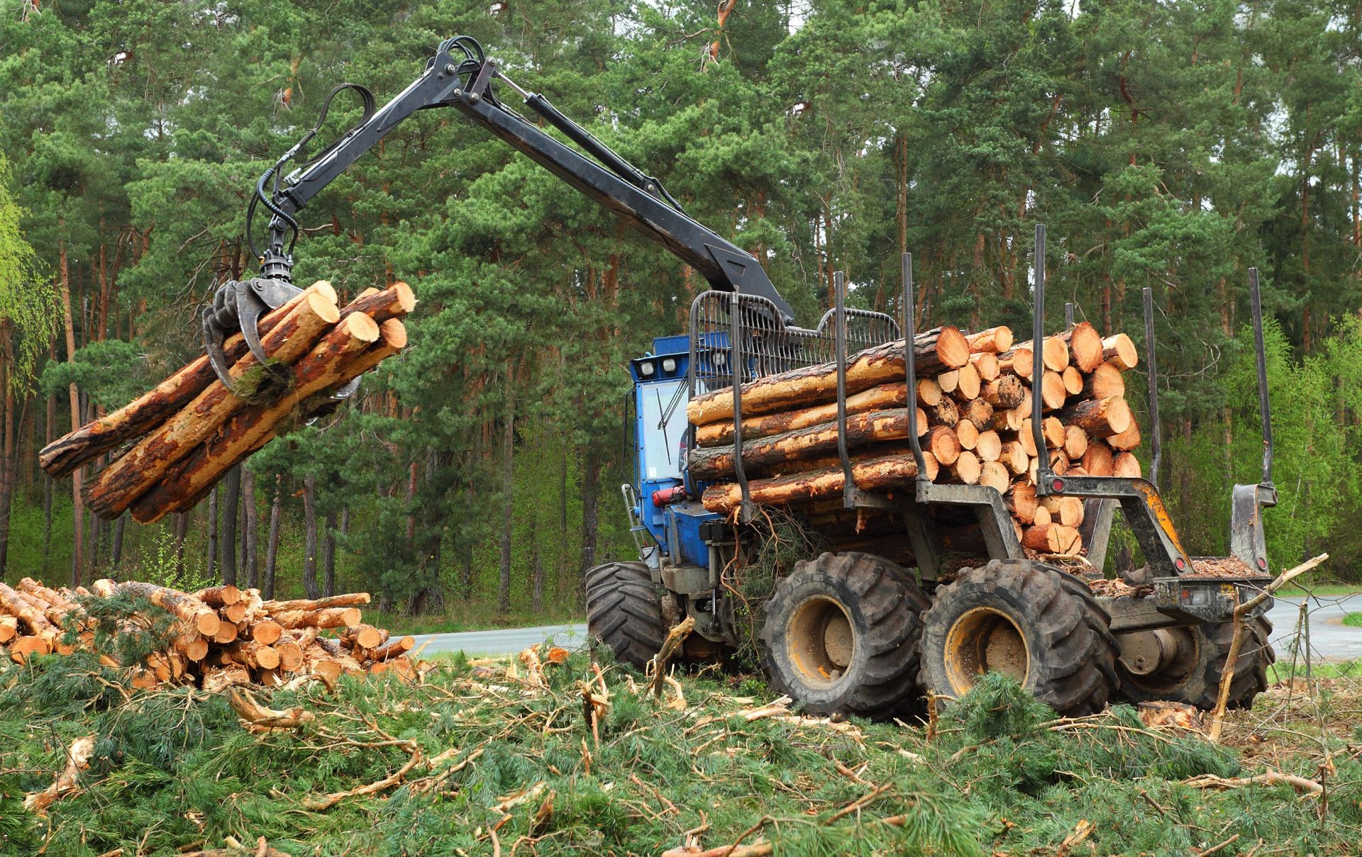 Los bosques son fundamentales para la vida pero siguen en peligro debido a la deforestacion y otros factores