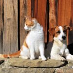 cat and dog together 2023 04 25 15 57 05 utc