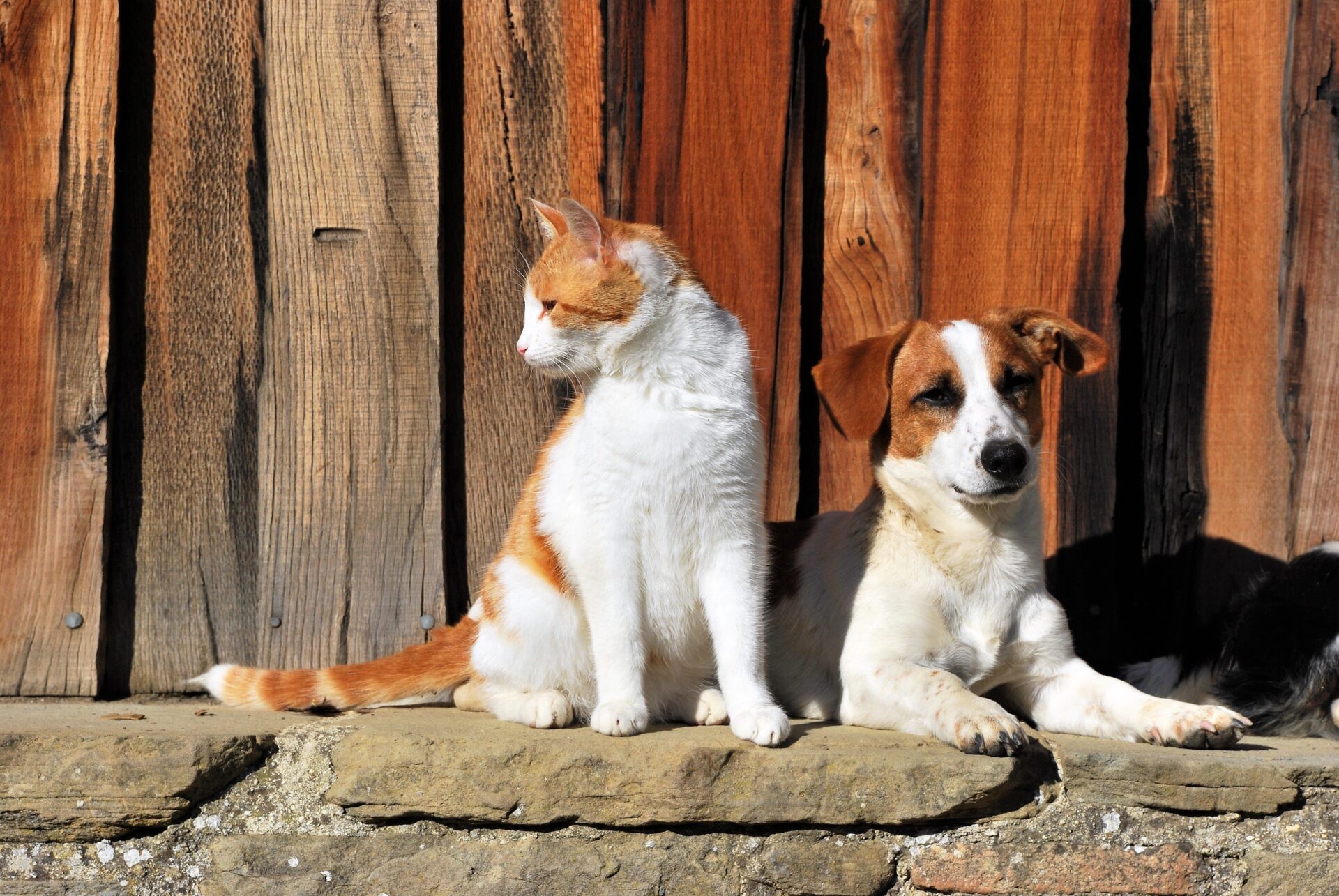 cat and dog together 2023 04 25 15 57 05 utc