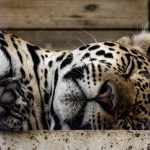 closeup of a beautiful big jaguar sleeping in a zo 2023 01 10 02 31 55 utc